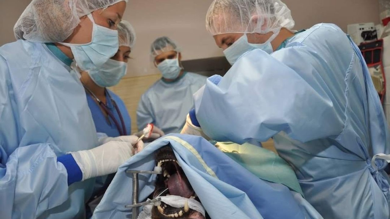 LAW OF UKRAINE  On Professional Activity of the Doctor of Veterinary Medicine and Self-governing Body